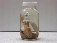 藏品(褐塘鱧)的圖片